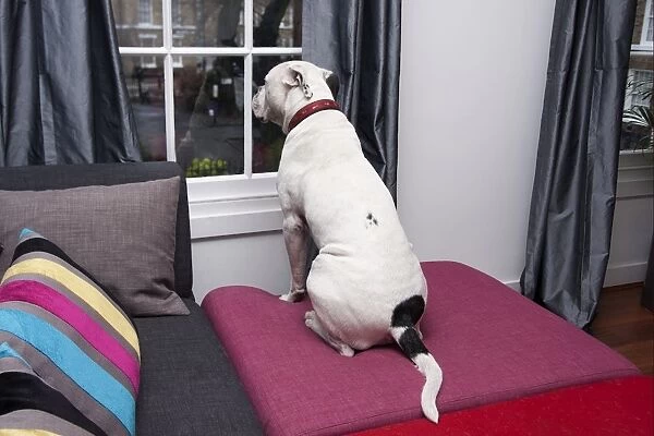 Domestic Dog, Old Tyme Bulldog, adult, looking out of house window, England