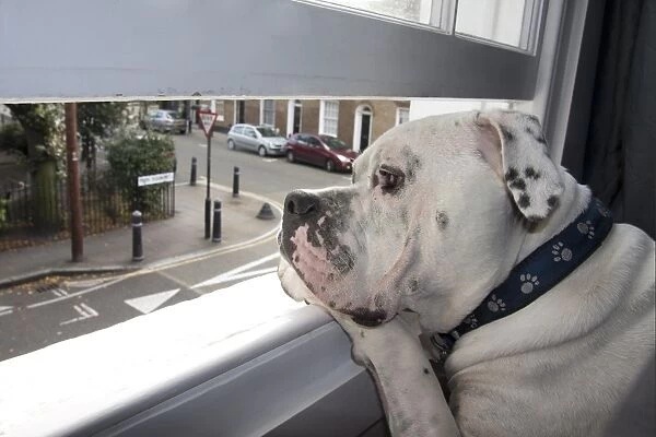 Domestic Dog, Old Tyme Bulldog, adult, close-up of head, looking out through open window in city apartment, London