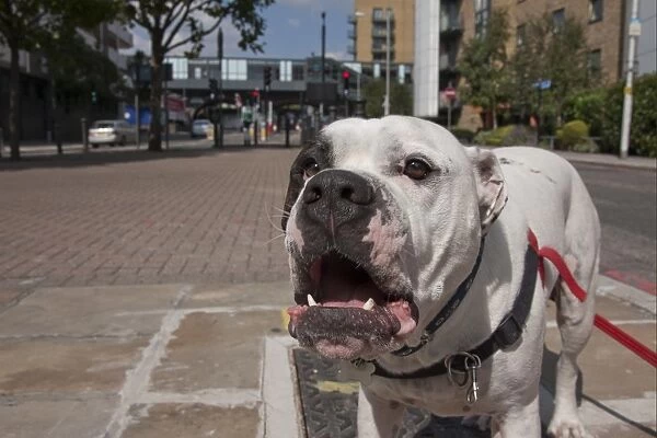 Domestic Dog, Old Tyme Bulldog, adult, close-up of head, barking, standing in city street, London, England, september