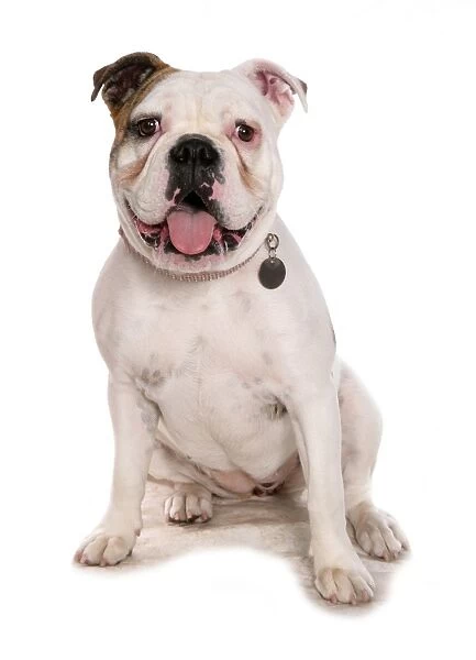 Domestic Dog, Old Tyme Bulldog, adult male, with collar and tag, sitting