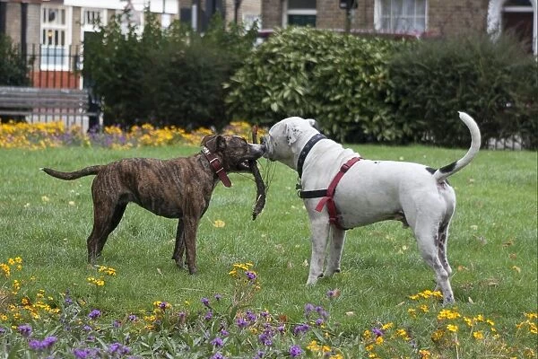 Domestic Dog, Old Tyme Bulldog and Staffordshire Bull Terrier cross, two adults, playing with stick