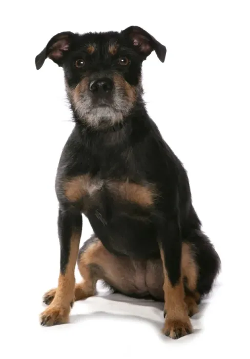 Framed Print : Domestic Dog, Patterdale Terrier, adult female, sitting Framed Print : Domestic Dog, Patterdale Terrier, adult female, sitting