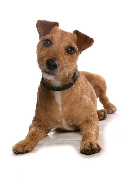 Domestic Dog, Patterdale Terrier, adult, laying, with collar