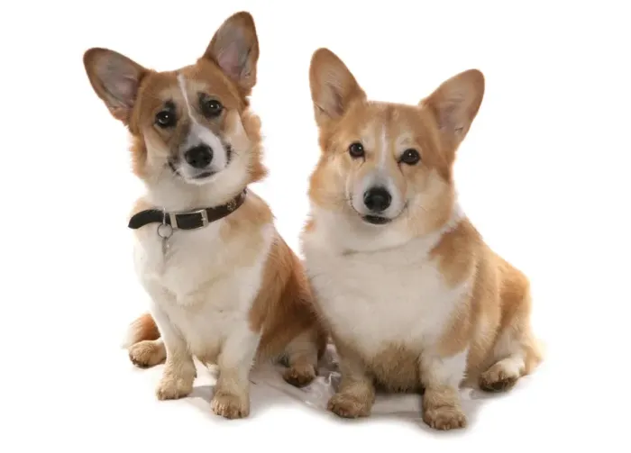 Framed Print : Domestic Dog, Pembroke Welsh Corgi, two adults, sitting Framed Print : Domestic Dog, Pembroke Welsh Corgi, two adults, sitting