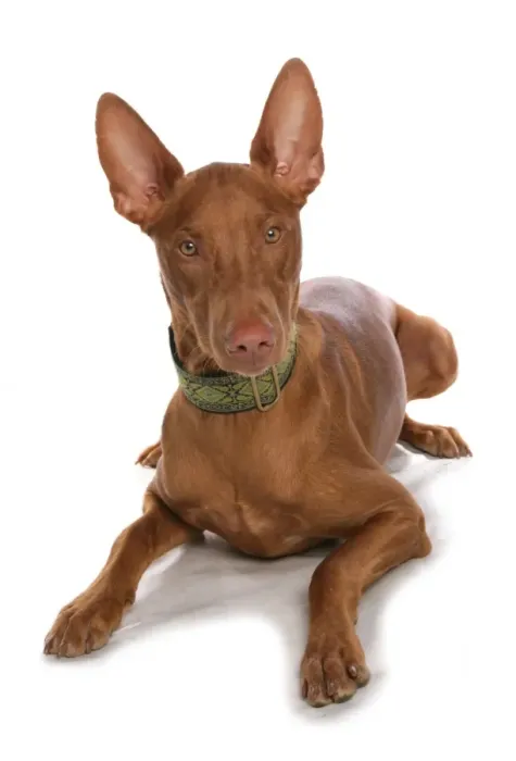 Framed Print : Domestic Dog, Pharaoh Hound, adult male, laying, with collar Framed Print : Domestic Dog, Pharaoh Hound, adult male, laying, with collar