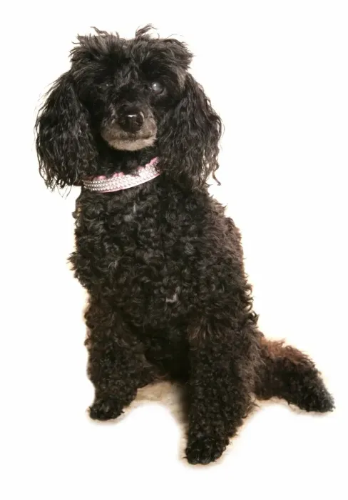 Framed Print : Domestic Dog, Poodle, adult, blind in one eye, sitting Framed Print : Domestic Dog, Poodle, adult, blind in one eye, sitting