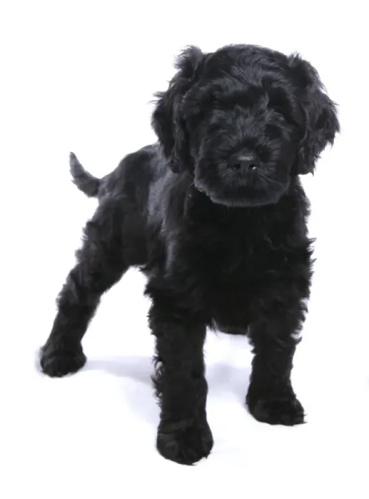 Framed Print : Domestic Dog, Portuguese Water Dog, puppy, standing Framed Print : Domestic Dog, Portuguese Water Dog, puppy, standing
