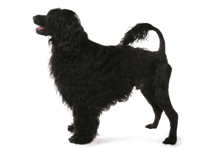 Framed Print : Domestic Dog, Portuguese Water Dog, adult, standing Framed Print : Domestic Dog, Portuguese Water Dog, adult, standing