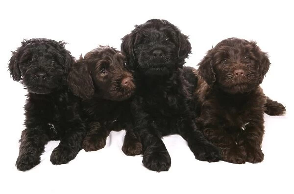 Domestic Dog, Portuguese Water Dog, four puppies, laying