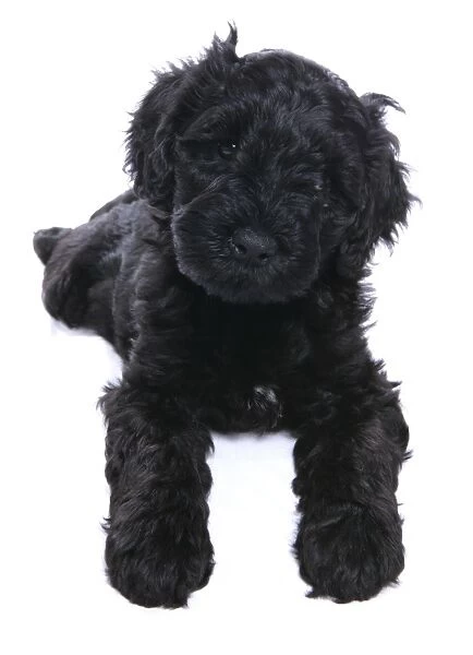 Domestic Dog, Portuguese Water Dog, puppy, laying