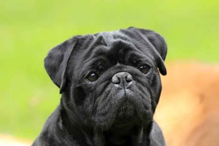 Framed Print : Domestic Dog, Pug, adult, close-up of head, Hockenheim, Baden-Wurttemberg, Germany, july Framed Print : Domestic Dog, Pug, adult, close-up of head, Hockenheim, Baden-Wurttemberg, Germany, july