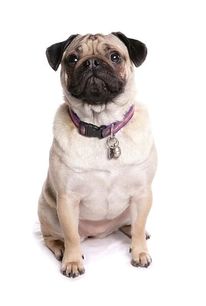 Domestic Dog, Pug, adult female, sitting, with collar and tag