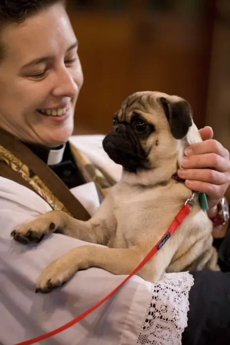 Framed Print : Domestic Dog, Pug, adult, being held by vicar during blessing at church service for pets, England, october Framed Print : Domestic Dog, Pug, adult, being held by vicar during blessing at church service for pets, England, october