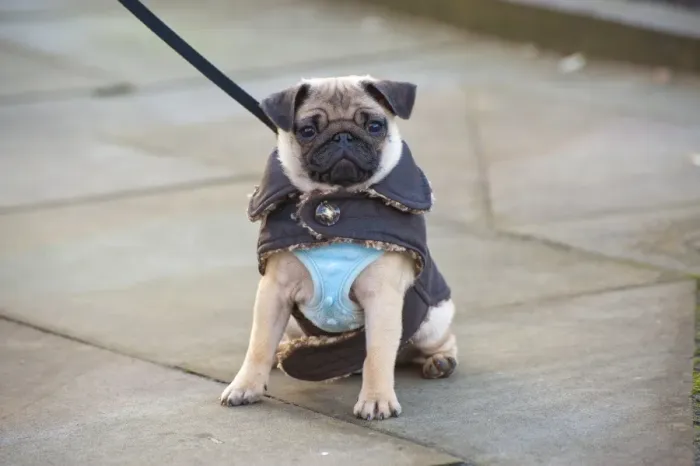Framed Print : Domestic Dog, Pug, eight-months old female, on lead and wearing vest and jacket, sitting on pavement, Lytham St Framed Print : Domestic Dog, Pug, eight-months old female, on lead and wearing vest and jacket, sitting on pavement, Lytham St
