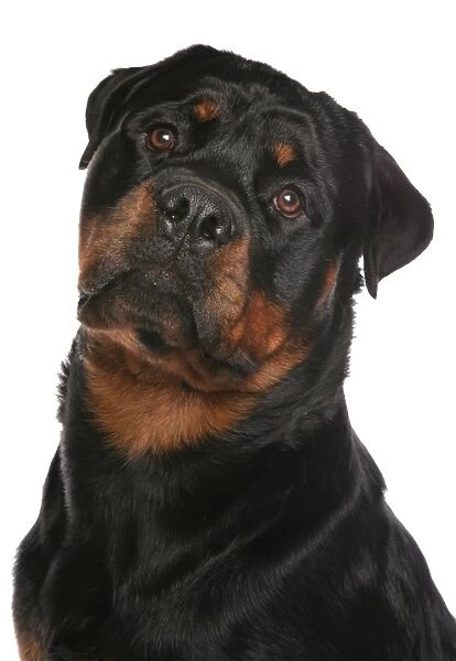 Domestic Dog, Rottweiler, adult male, close-up of head