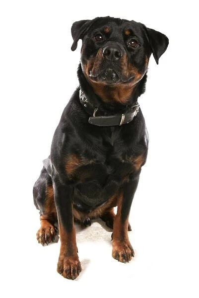 Domestic Dog, Rottweiler, adult, sitting, with collar