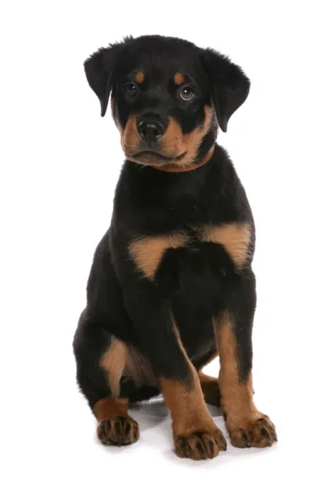 Framed Print : Domestic Dog, Rottweiler, puppy, with collar, sitting