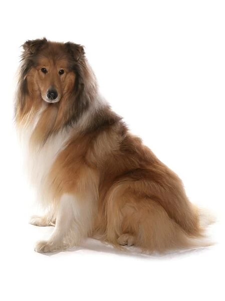 Domestic Dog, Rough Collie, adult, sitting