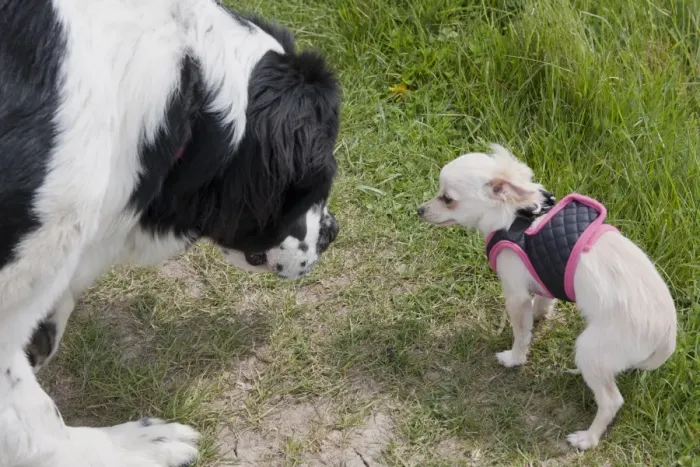 Framed Print : Domestic Dog, Saint Bernard, adult, meeting Chihuahua, long-haired variety, adult, wearing harness, England, April Framed Print : Domestic Dog, Saint Bernard, adult, meeting Chihuahua, long-haired variety, adult, wearing harness, England, April