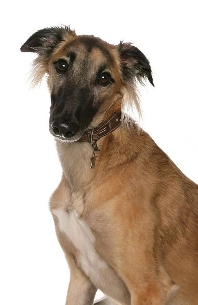 Domestic Dog, Saluki, adult, close-up of head, with collar and tag