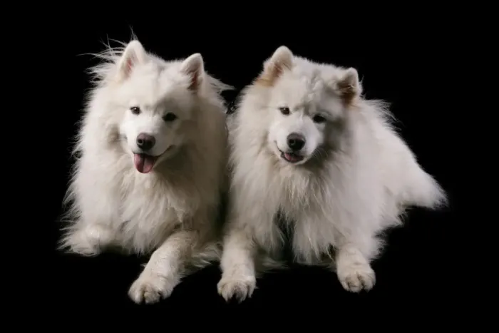Framed Print : Domestic Dog, Samoyed, two adult females, laying Framed Print : Domestic Dog, Samoyed, two adult females, laying