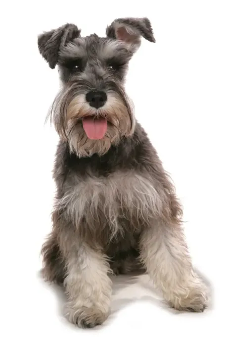 Framed Print : Domestic Dog, Schnauzer, adult female, sitting Framed Print : Domestic Dog, Schnauzer, adult female, sitting
