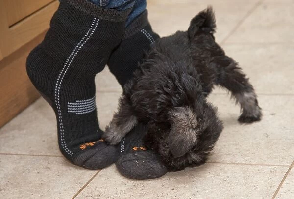 Domestic Dog, Schnauzer puppy, playing, biting owners feet in farmhouse kitchen, Perth, Perthshire, Scotland, november