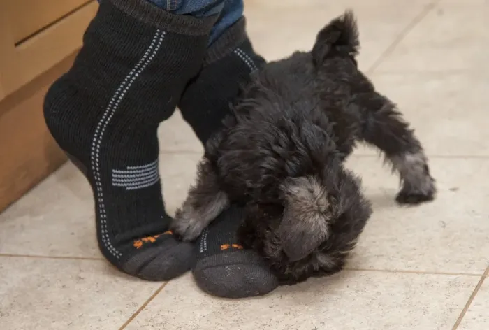 Framed Print : Domestic Dog, Schnauzer puppy, playing, biting owners feet in farmhouse kitchen, Perth, Perthshire, Scotland, november Framed Print : Domestic Dog, Schnauzer puppy, playing, biting owners feet in farmhouse kitchen, Perth, Perthshire, Scotland, november