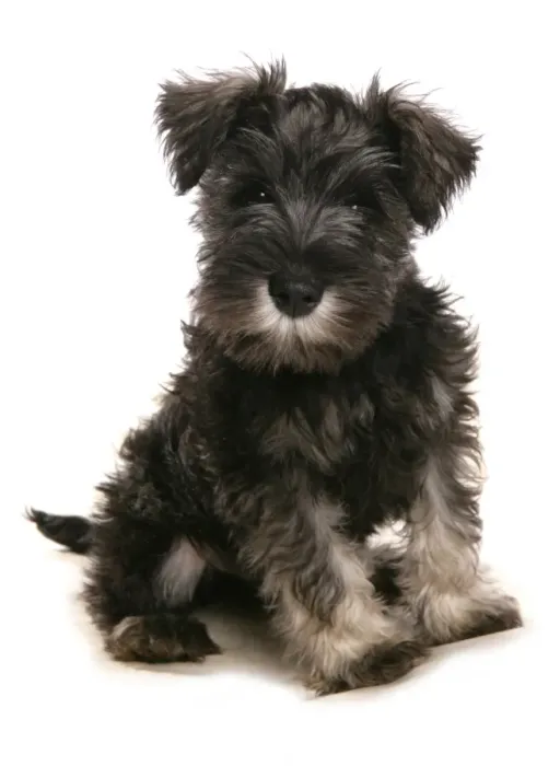 Framed Print : Domestic Dog, Schnauzer, puppy, sitting Framed Print : Domestic Dog, Schnauzer, puppy, sitting