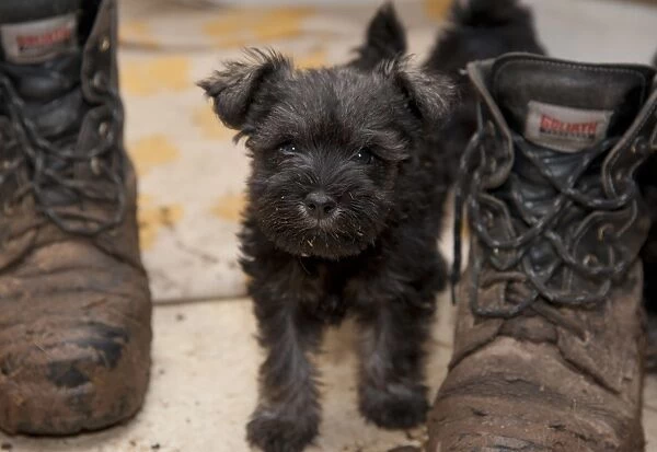 Domestic Dog, Schnauzer puppy, standing beside muddy boots in farmhouse kitchen, Perth, Perthshire, Scotland, november