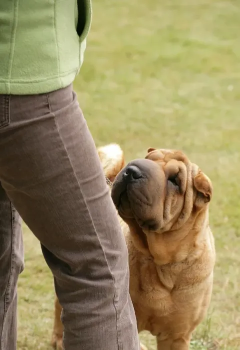 Framed Print : Domestic Dog, Shar Pei, adult, looking up at owner, England, june Framed Print : Domestic Dog, Shar Pei, adult, looking up at owner, England, june