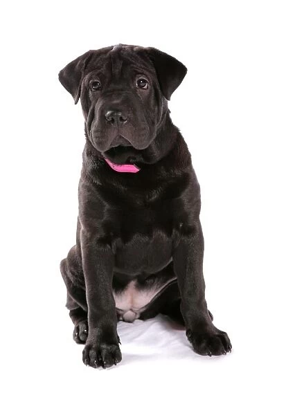 Domestic Dog, Shar Pei, female puppy, sitting, with collar
