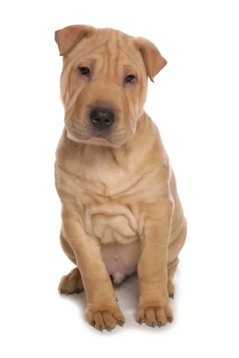 Framed Print : Domestic Dog, Shar Pei, male puppy, sitting Framed Print : Domestic Dog, Shar Pei, male puppy, sitting
