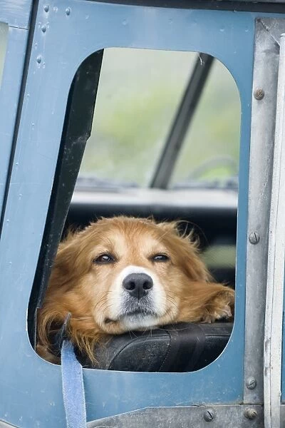 Domestic Dog, sheepdog, adult, looking out from open window of Land Rover farm vehicle, Warwickshire, England, may
