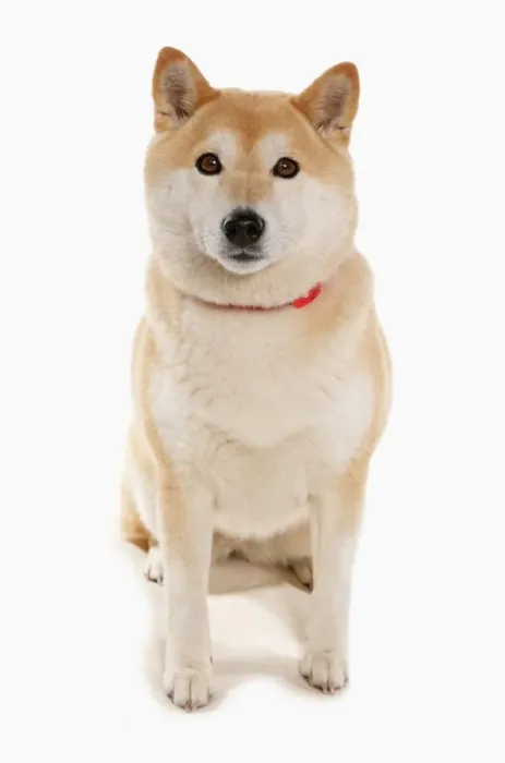 Framed Print : Domestic Dog, Shiba Inu, adult, sitting Framed Print : Domestic Dog, Shiba Inu, adult, sitting