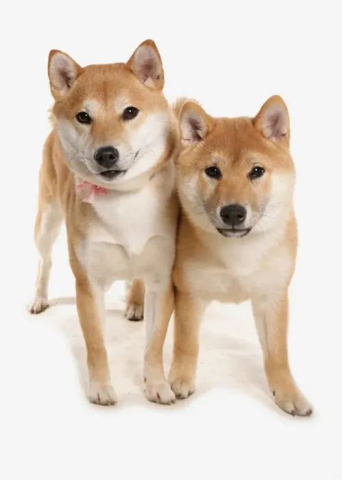 Framed Print : Domestic Dog, Shiba Inu, two adults, standing Framed Print : Domestic Dog, Shiba Inu, two adults, standing