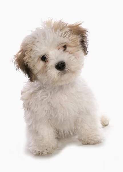 Domestic Dog, Shichon (Shih Tzu x Bichon Frise) designer crossbreed, puppy, sitting