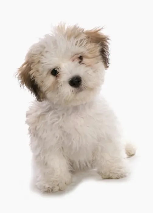 Framed Print : Domestic Dog, Shichon (Shih Tzu x Bichon Frise) designer crossbreed, puppy, sitting Framed Print : Domestic Dog, Shichon (Shih Tzu x Bichon Frise) designer crossbreed, puppy, sitting