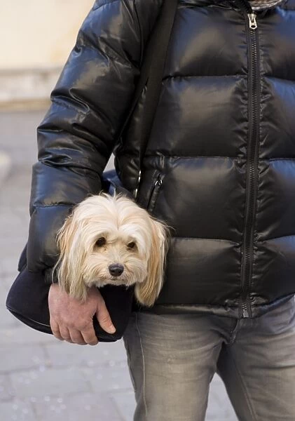 Domestic Dog, Shih Tzu, adult, being carried in bag by owner, Italy, february