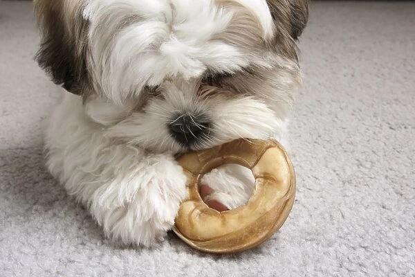 Domestic Dog, Shih Tzu, puppy, close-up of head, chewing on hide chew, laying on carpet, England, October