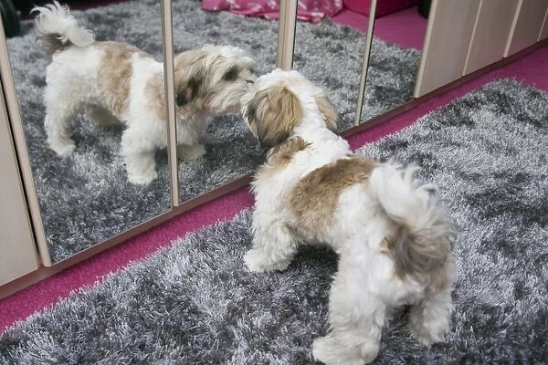 Domestic Dog, Shih Tzu, puppy, investigating reflection in mirror, England, October