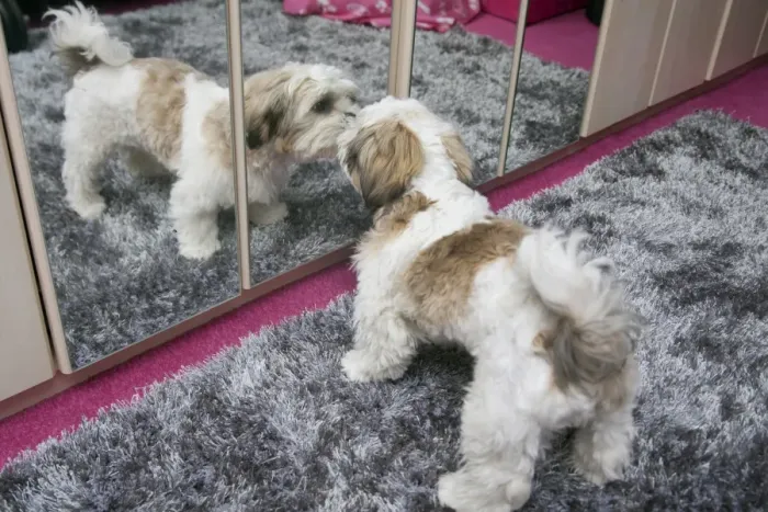 Framed Print : Domestic Dog, Shih Tzu, puppy, investigating reflection in mirror, England, October Framed Print : Domestic Dog, Shih Tzu, puppy, investigating reflection in mirror, England, October