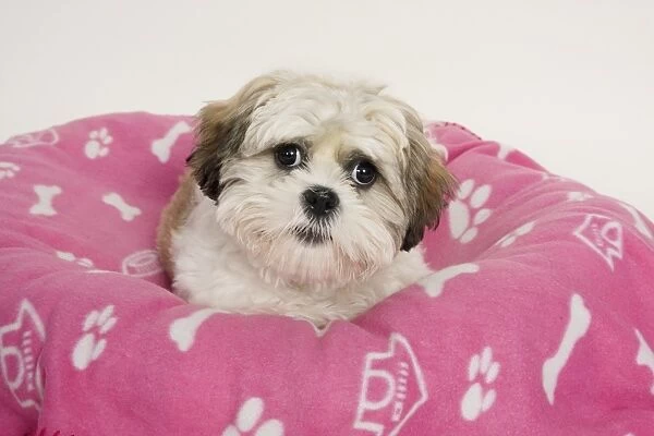 Domestic Dog, Shih Tzu, puppy, laying on bed