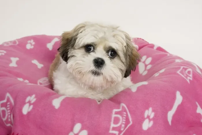 Framed Print : Domestic Dog, Shih Tzu, puppy, laying on bed Framed Print : Domestic Dog, Shih Tzu, puppy, laying on bed