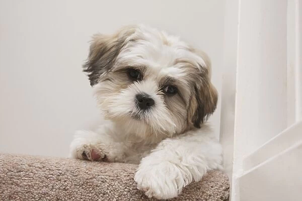 Domestic Dog, Shih Tzu, puppy, laying on carpet at top of staircase, England, October