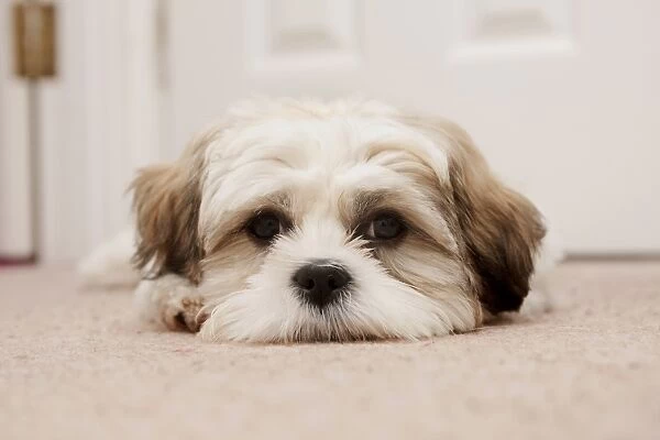 Domestic Dog, Shih Tzu, puppy, laying on carpet in hall, England, October