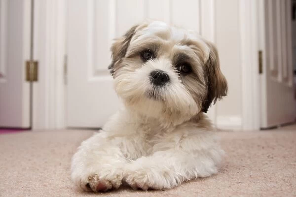 Domestic Dog, Shih Tzu, puppy, laying on carpet in hall, England, October