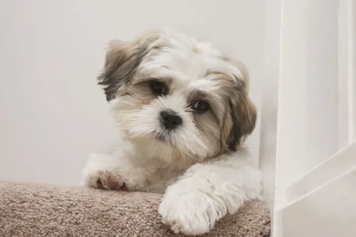 Framed Print : Domestic Dog, Shih Tzu, puppy, laying on carpet at top of staircase, England, October