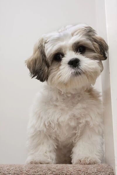 Domestic Dog, Shih Tzu, puppy, sitting on carpet at top of staircase, England, October