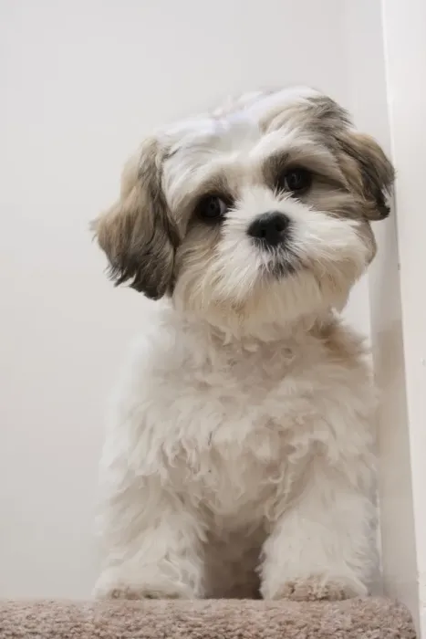 Framed Print : Domestic Dog, Shih Tzu, puppy, sitting on carpet at top of staircase, England, October